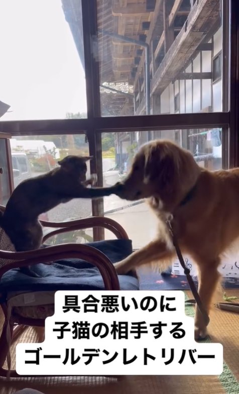 子猫と遊ぶ大型犬