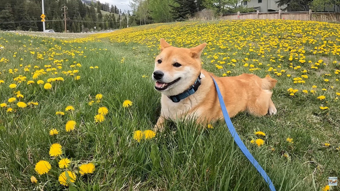 タンポポ畑で一休み♪