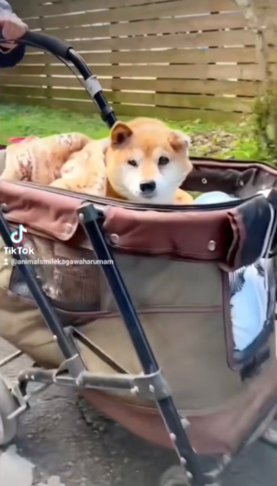 周辺を見渡す老犬