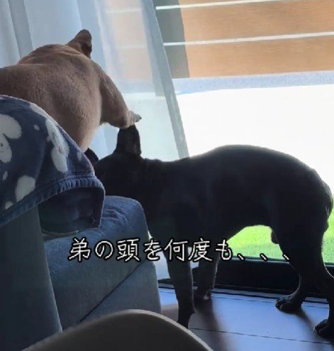 兄犬に叩かれるテンちゃん