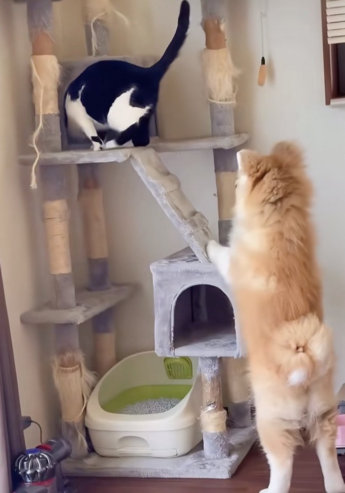 めげないロッソくん