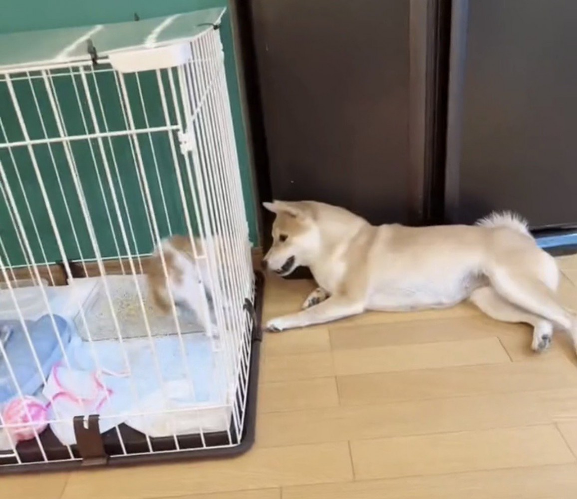 ケージ越しに向き合う犬と子猫