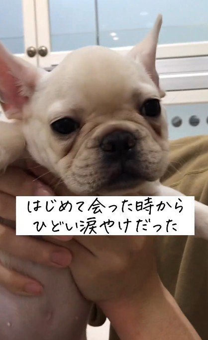 涙やけがひどくて…