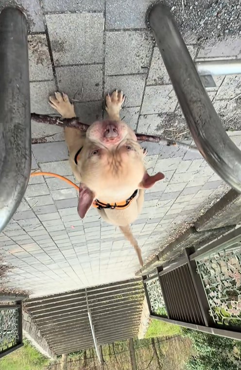 枝をくわえたまま通りたい小型犬