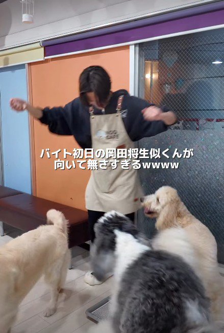 大型犬カフェで初出勤
