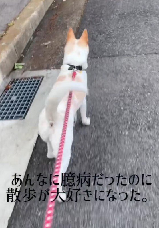 お散歩も大好きになったよ