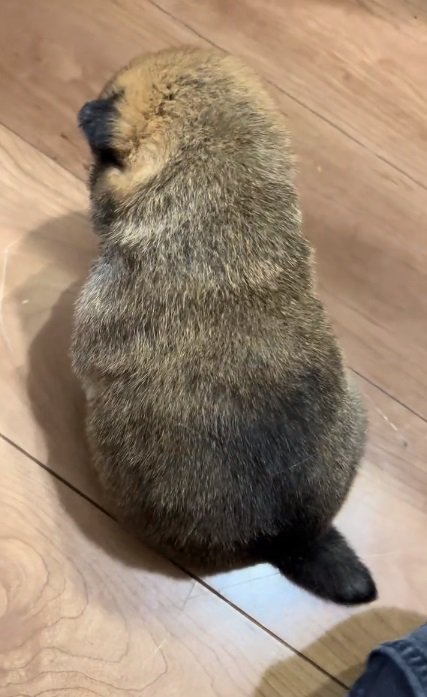 真ん丸な赤ちゃん犬