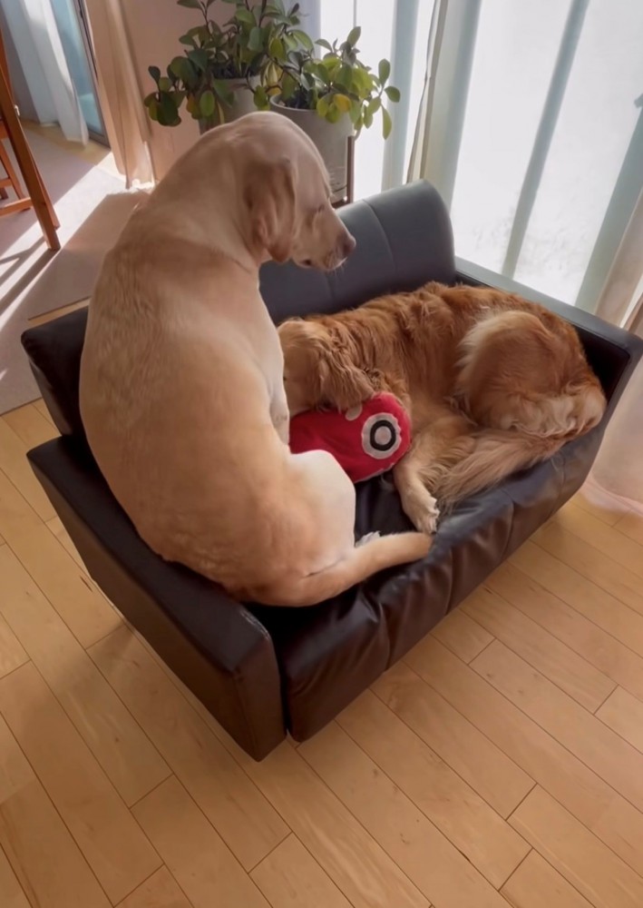 前を向いて落ち着く2匹の犬