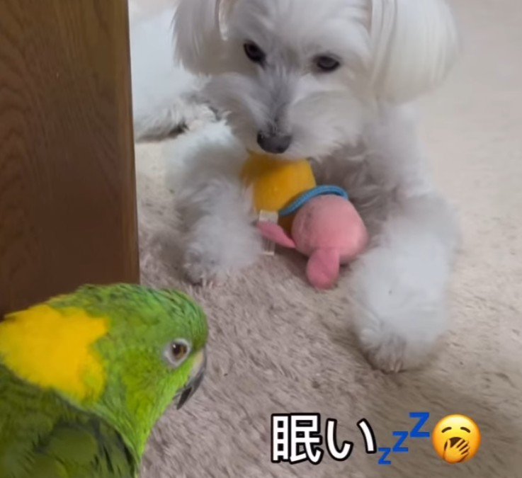 のんちゃんは眠い…