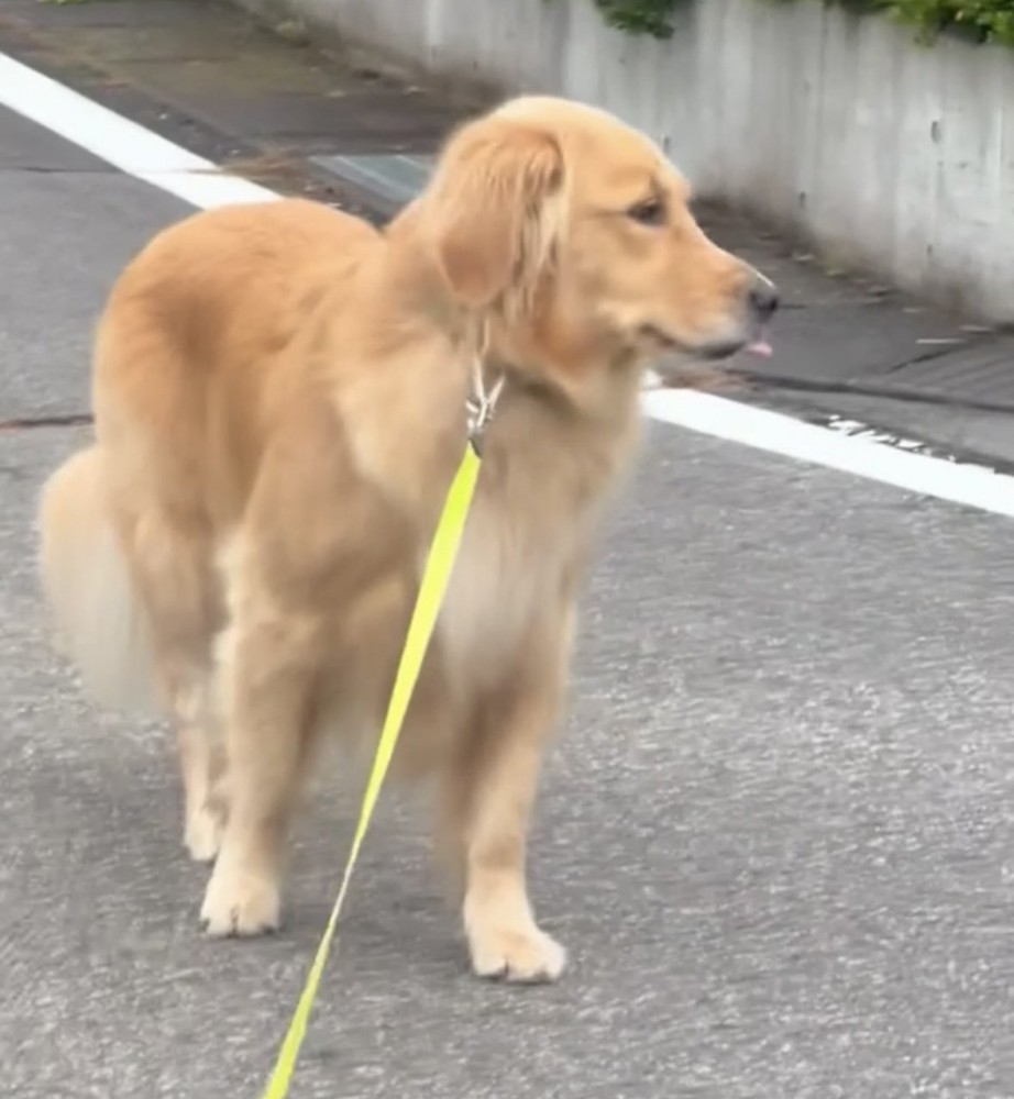 横を向く犬