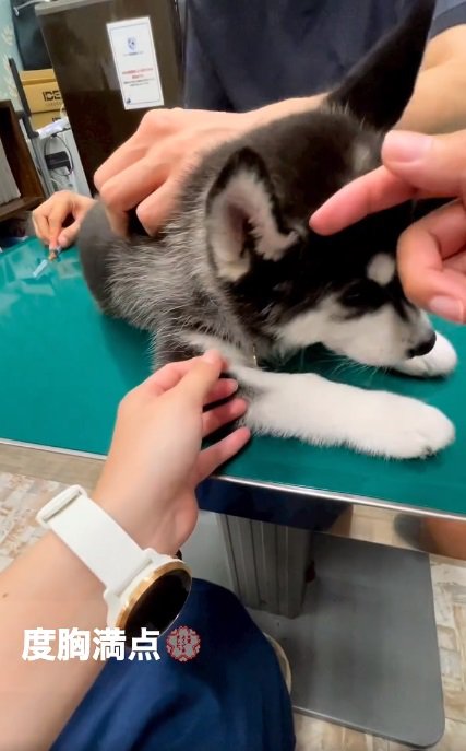 キョトン顔のレイルちゃん