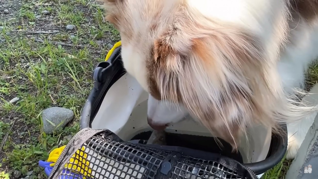 魚が気になるガルちゃん