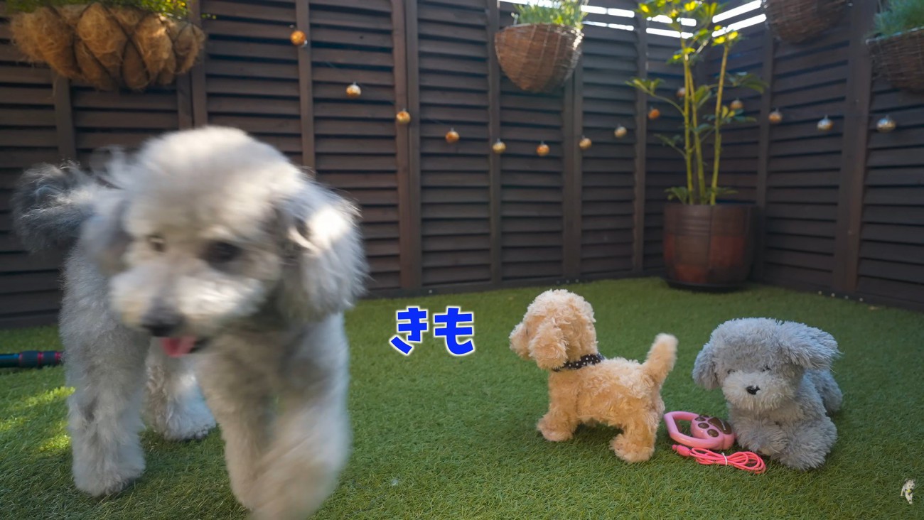 立ち去ってしまいました！