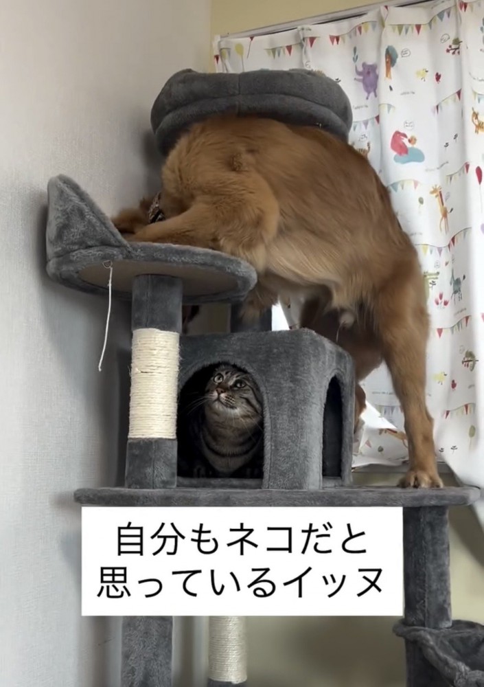 丸いベッドに体を預ける犬