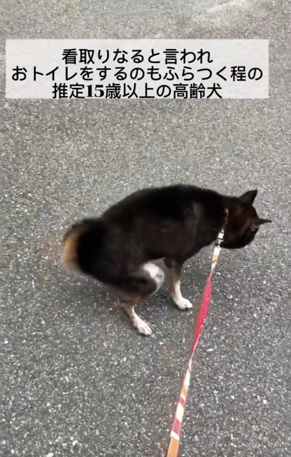 ふらつく鶴ちゃん