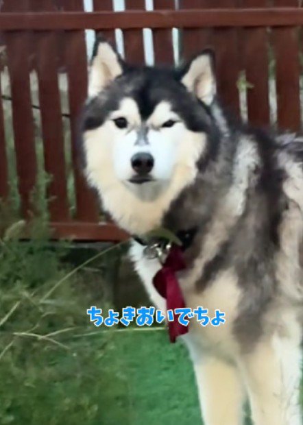 「まだ入らないけど？」