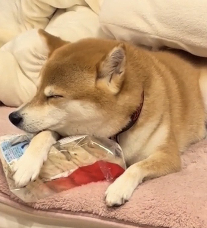 冷凍うどんを抱えて眠る犬