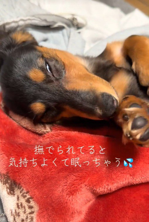 眠くて変顔になるレオくん