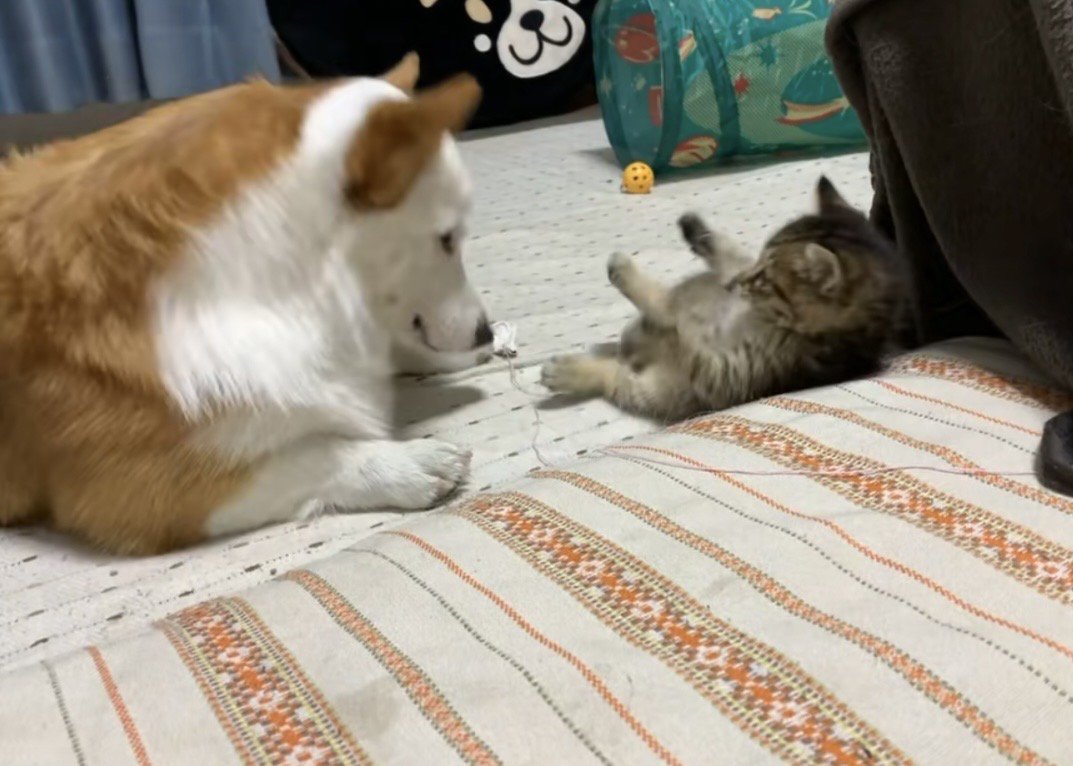 後ろに倒れる子猫