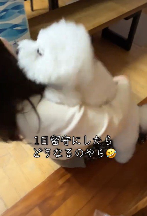 RAUくんの熱烈大歓迎7