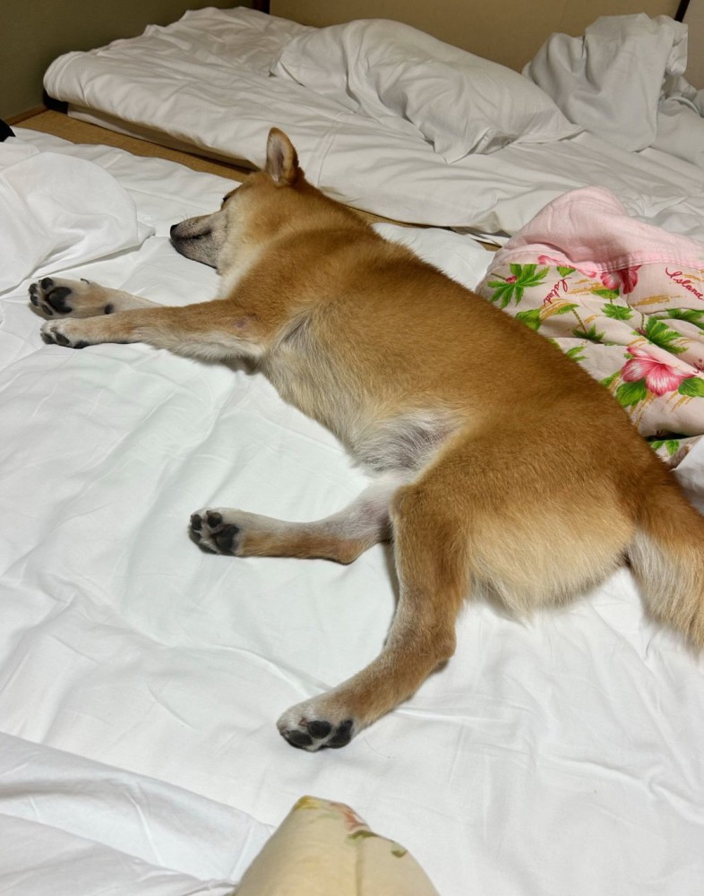 ダランと脱力して眠る柴犬