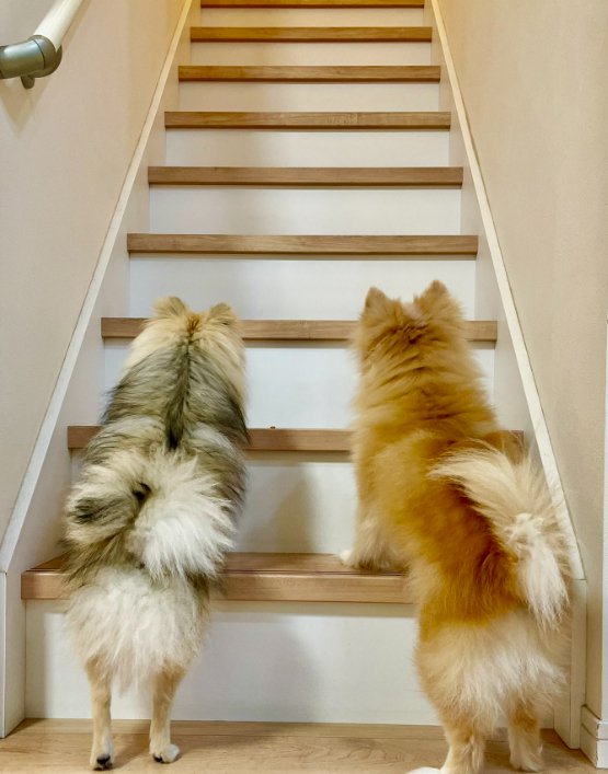 小型犬二匹の後ろ姿