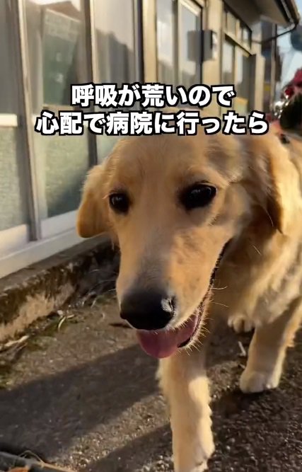 呼吸が荒いちあちゃん1