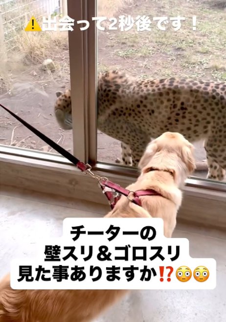 壁スリするチーター1