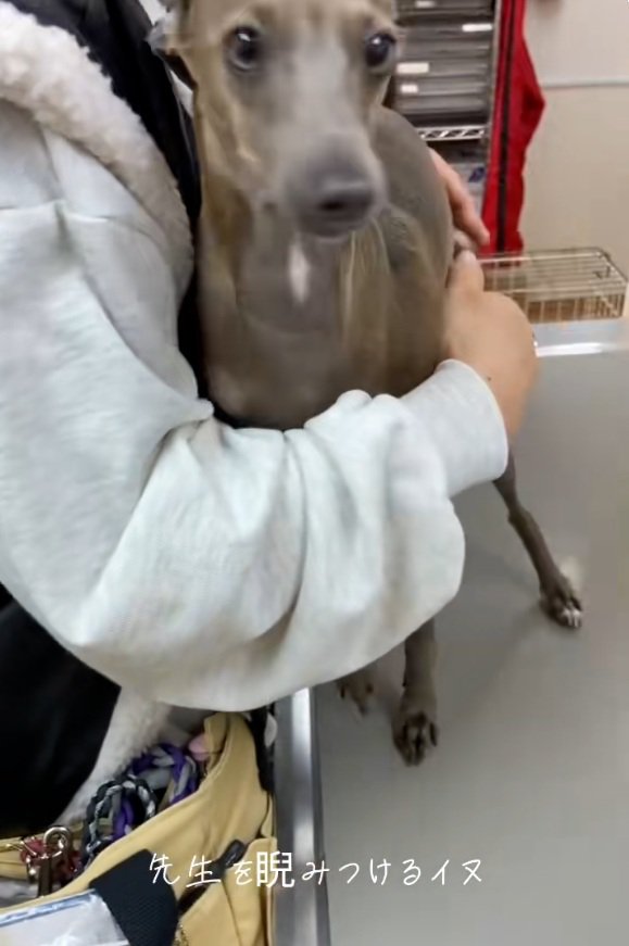 注射を頑張ったティナちゃん