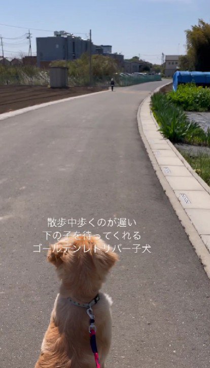 大型犬との散歩で…