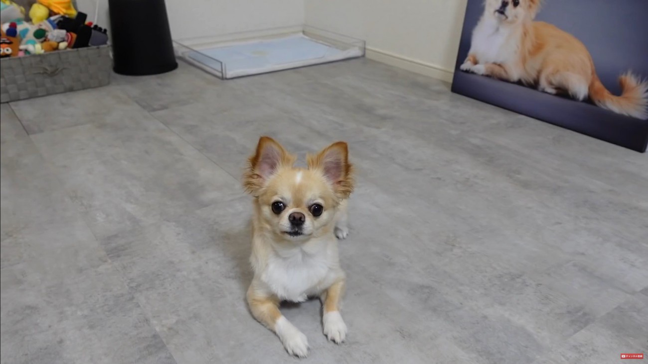 フォトパネルを飾った時のみるくちゃん⑩