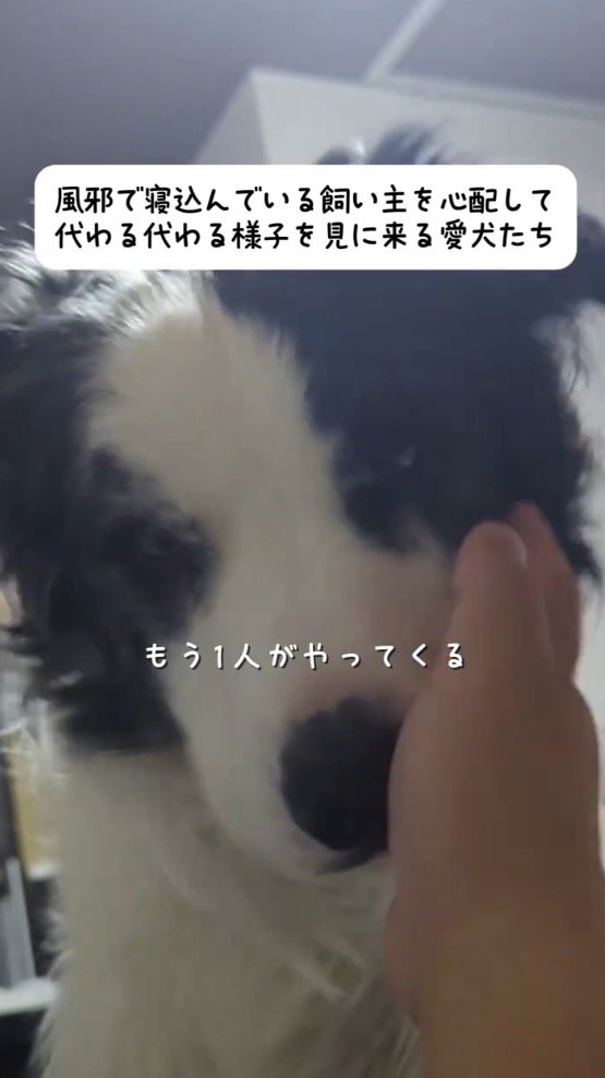 飼い主の近くにやってきたマール模様の犬