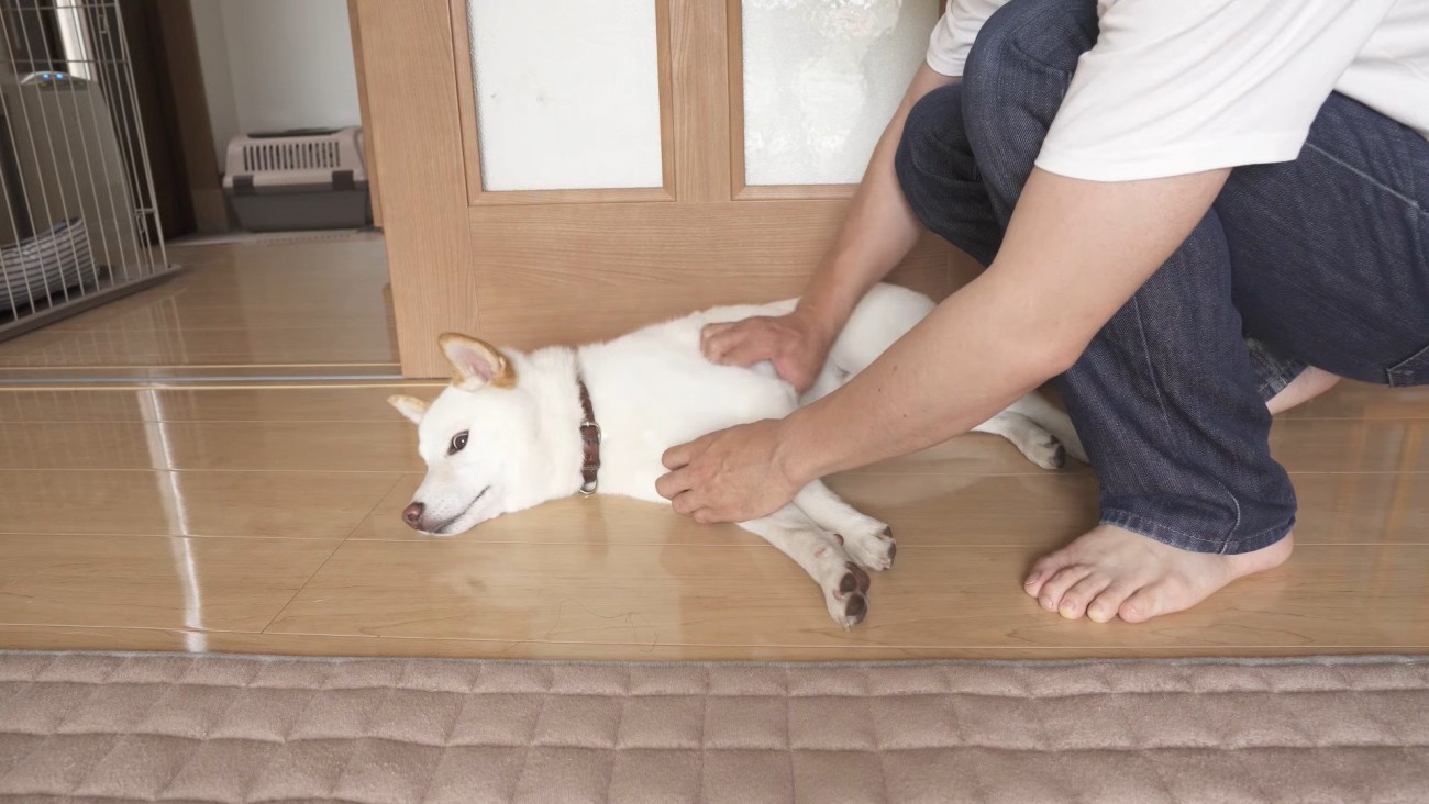 構ってほしそうなのでナデナデタイム