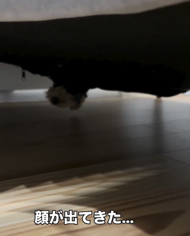 ソファの下からのぞく犬の顔