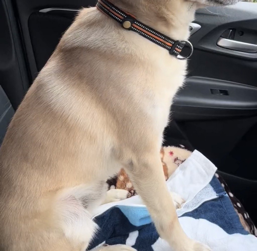 助手席で背筋を伸ばす犬