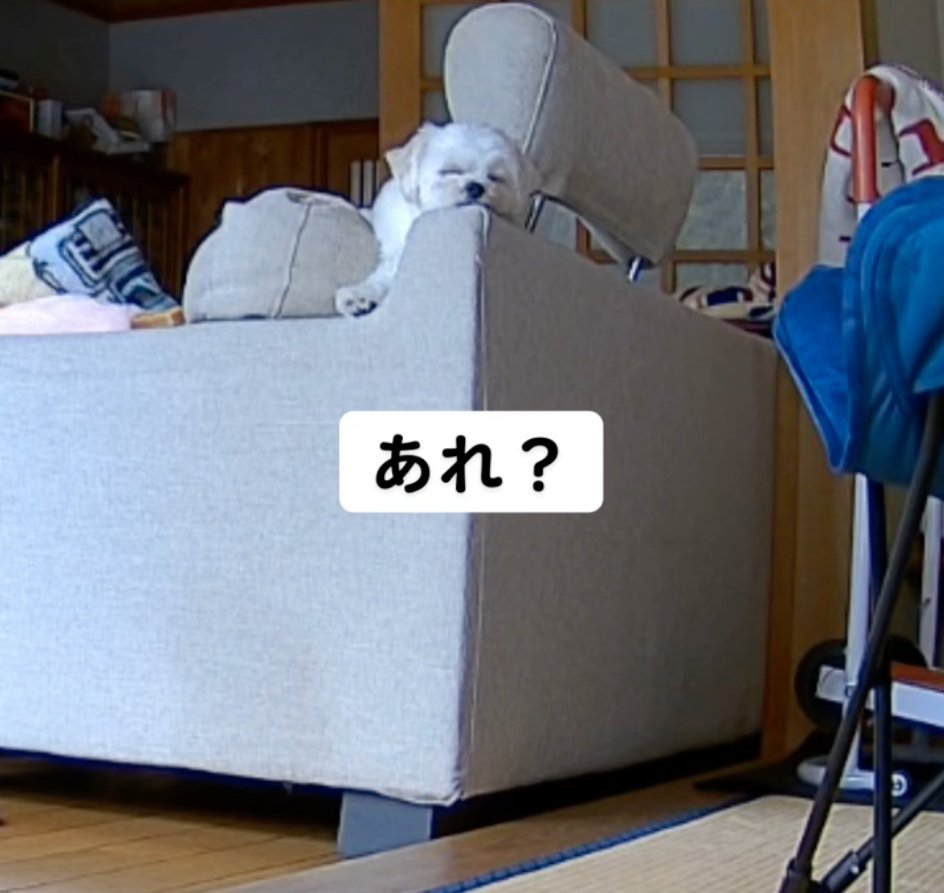 ソファの背もたれで眠る犬