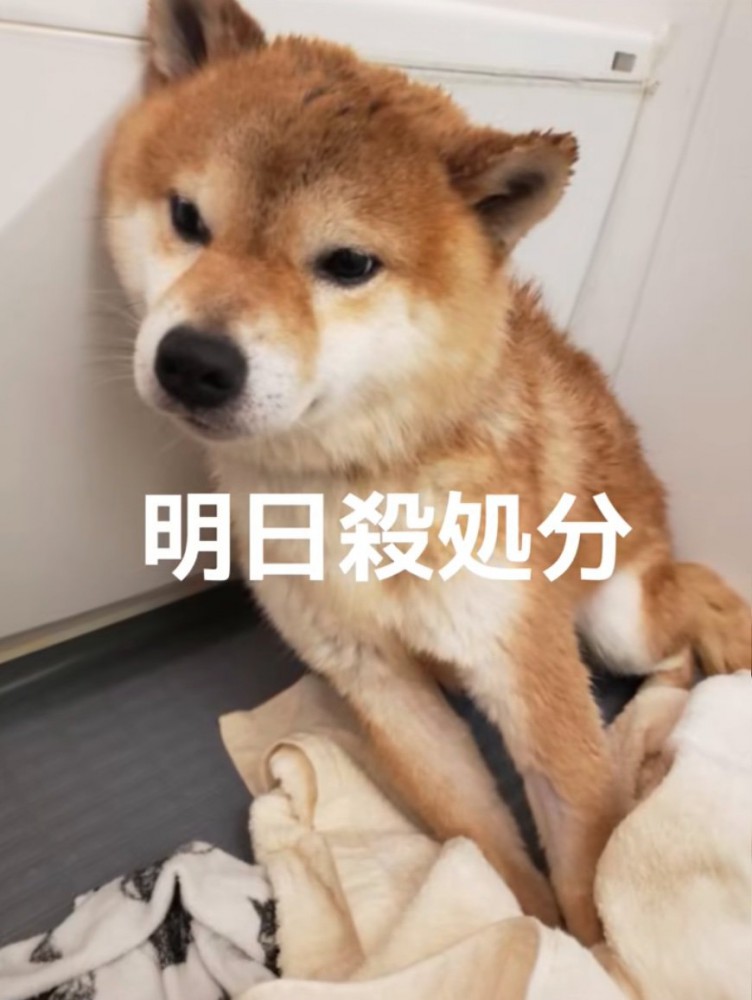 怯える柴犬