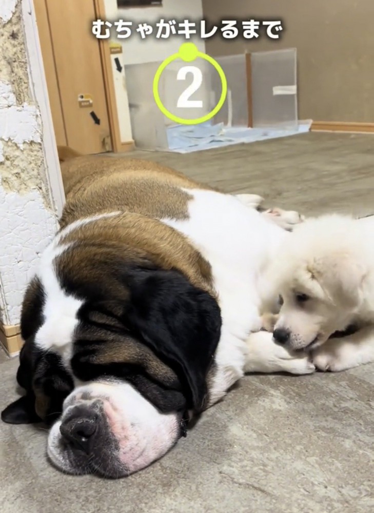 寝そべる大型犬にじゃれつく子犬