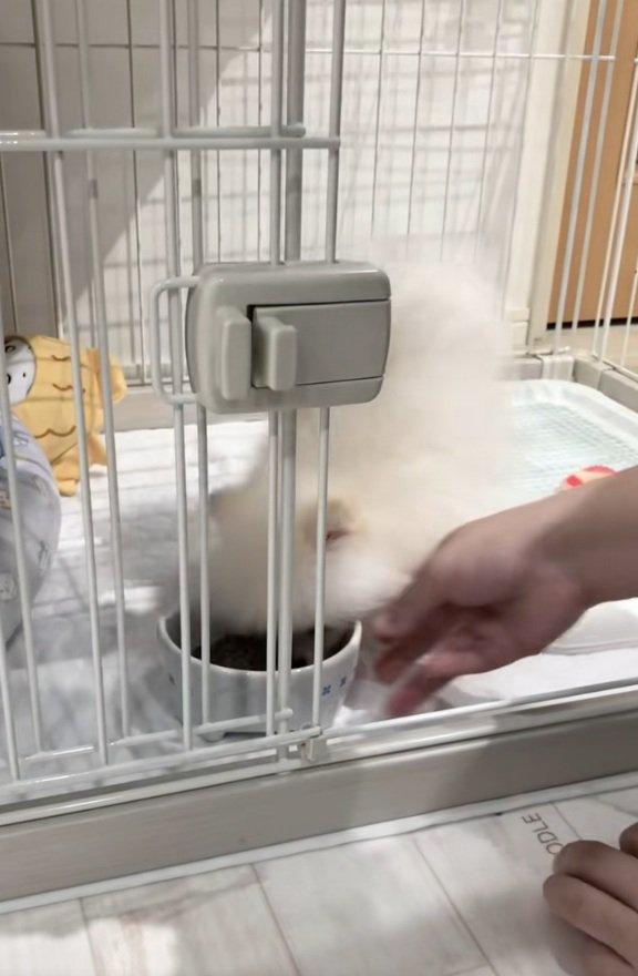 逆立ちし始めるすいちゃん