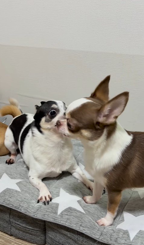 うめちゃんの遊びの誘い方8