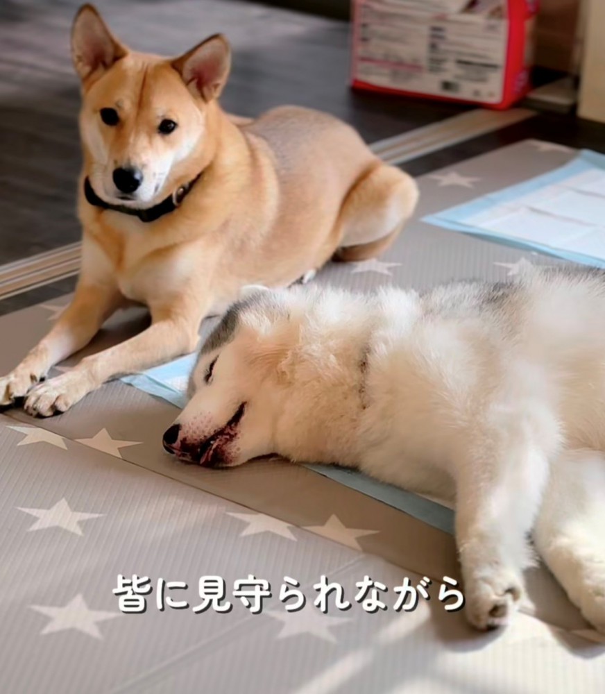 隣で寝そべる犬と寄り添う犬