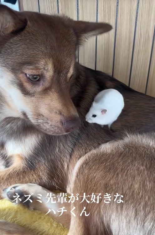 ハムスターを背に乗せた保護犬