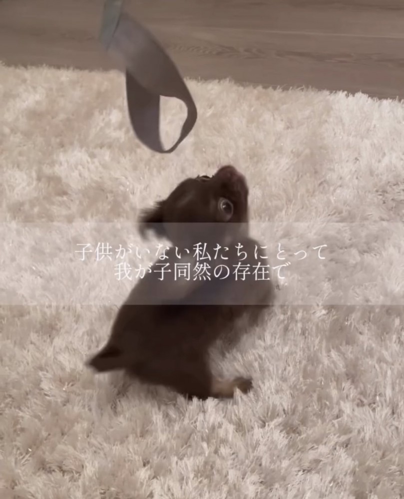 ラグの上でリードにじゃれる犬