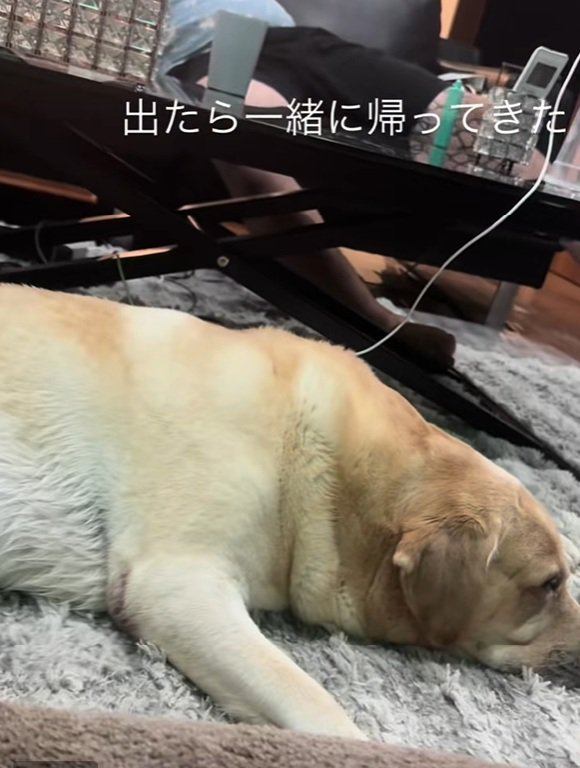 一緒に帰ってきたレイスくん