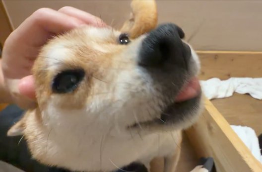 撫でて