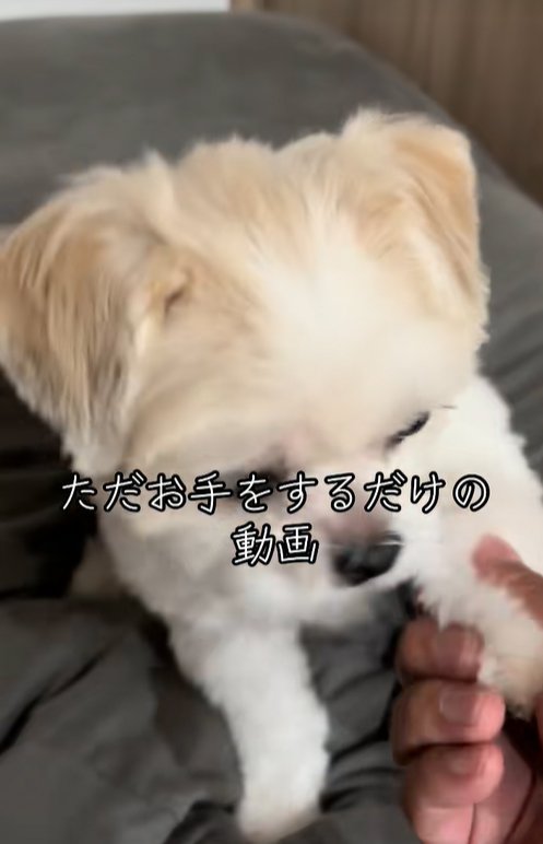 お手をする小型犬