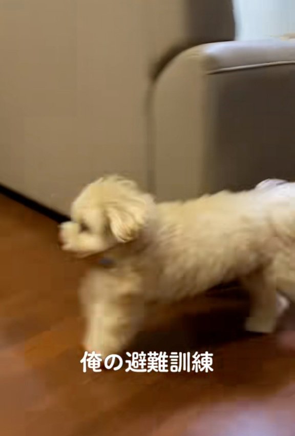 猛ダッシュのワンコ