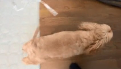 駆け出したニコちゃん