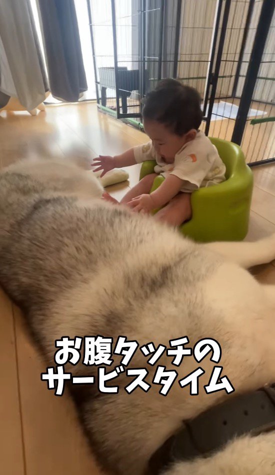 犬の腹を触ろうとする赤ちゃん