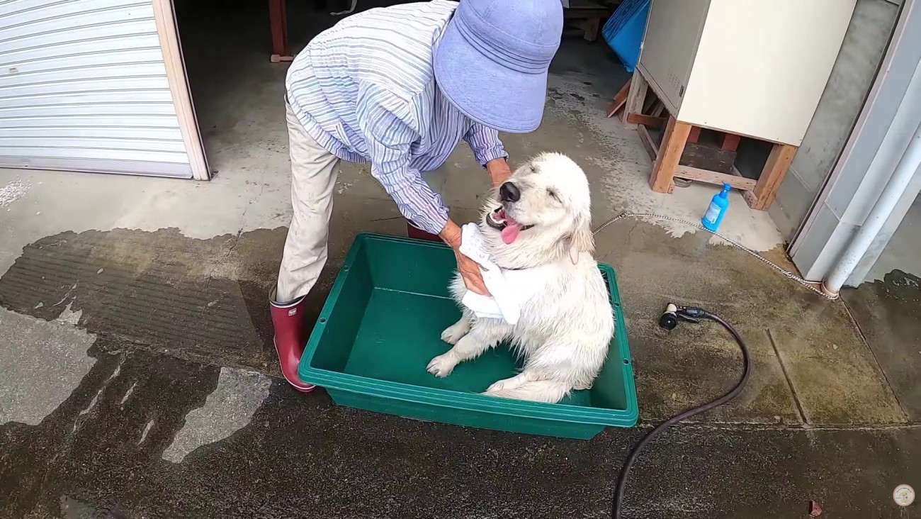 ゴシゴシとタオルドライ